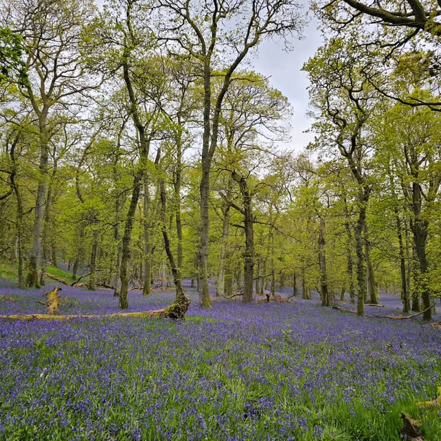 Bluebells carpeting woodland near Blairgowrie