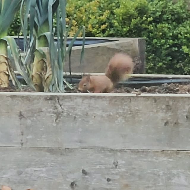 A red squirrel visiting the garden