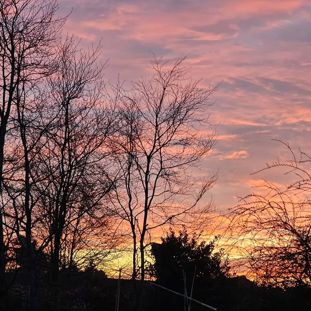 A pink and gold sunset seen through the trees